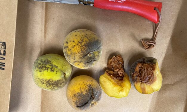 SC Fruit and Vegetable Field Report – July 22, 2024