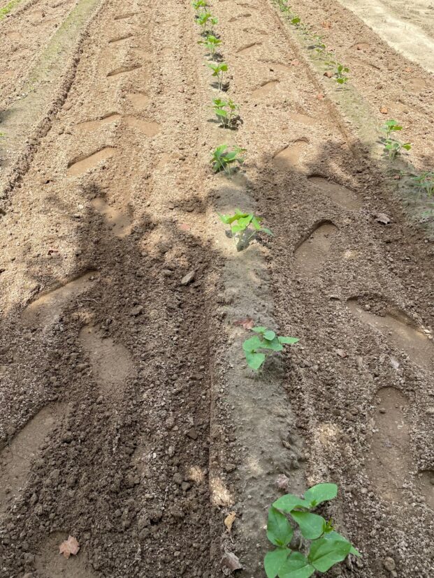 Peas planted for the fall garden.