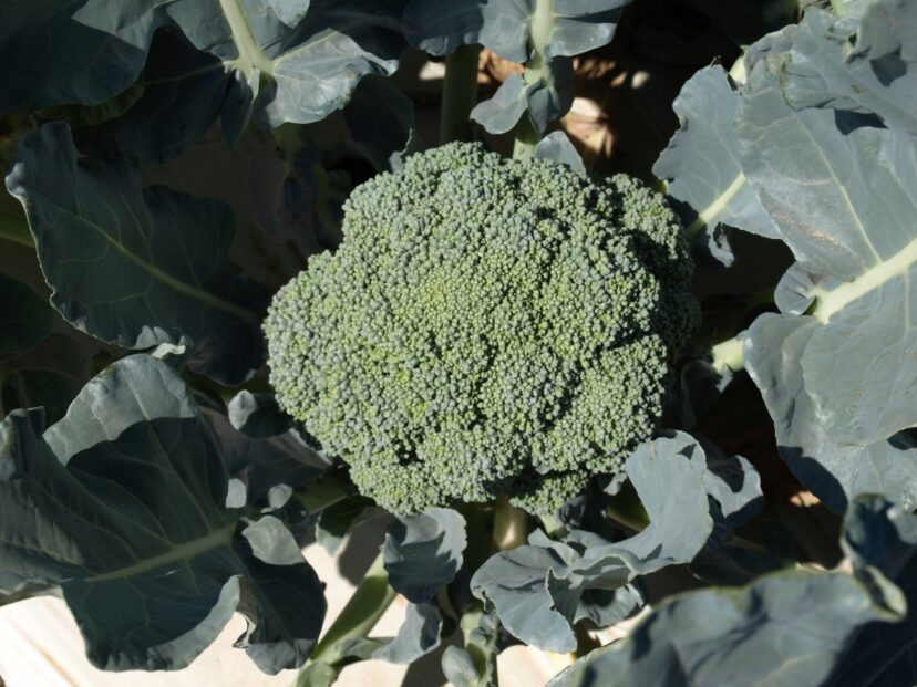Set out broccoli transplants in August.