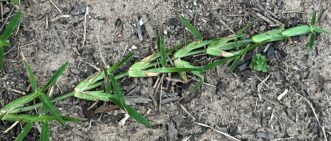 St. Augustinegrass has oppositely arranged leaves along the stolon.