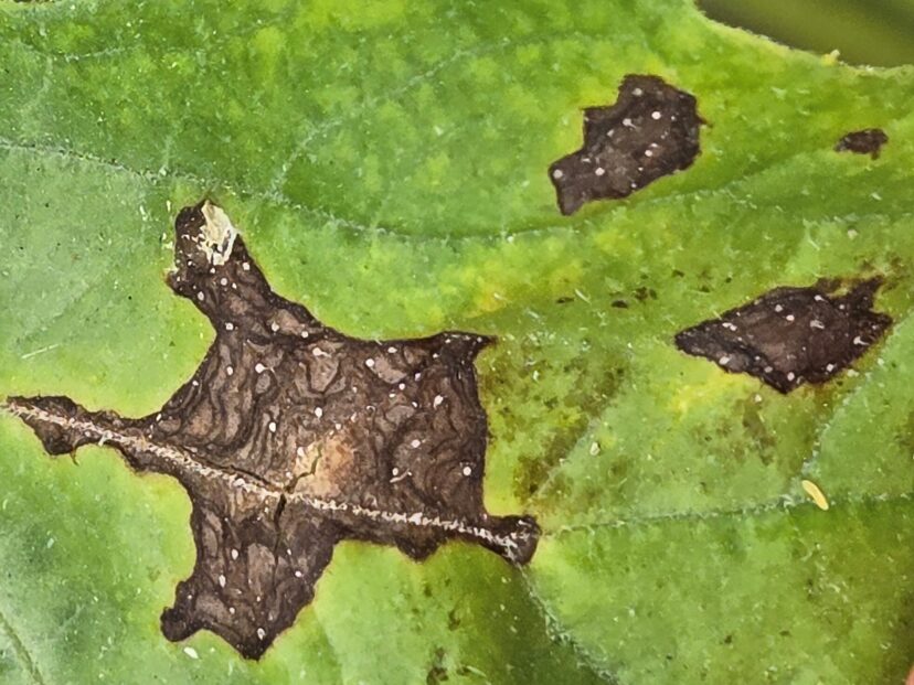 Start-shaped anthracnose lesion present on watermelon foliage.
