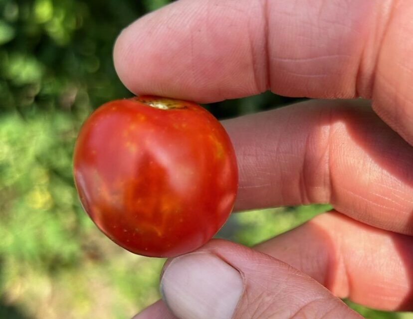 Stink bugs and leaffooted bug populations have skyrocketed recently causing discolored spots on ripening tomatoes