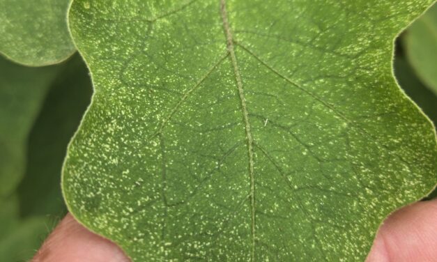 Question of the Week – Spider Mites