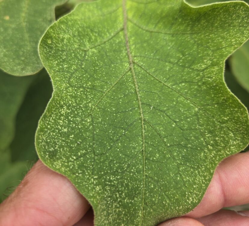 Question of the Week – Spider Mites | Home & Garden Information Center