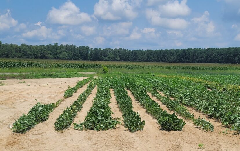 The cowpea variety comparison is looking great.