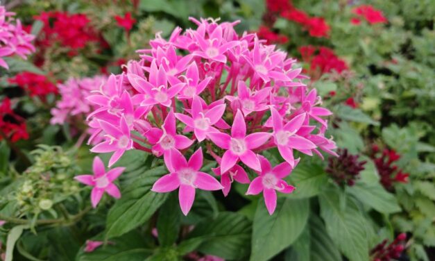 Hummingbird Favorite: Pentas