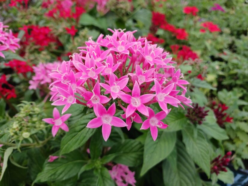 Hummingbird Favorite: Pentas | Home & Garden Information Center