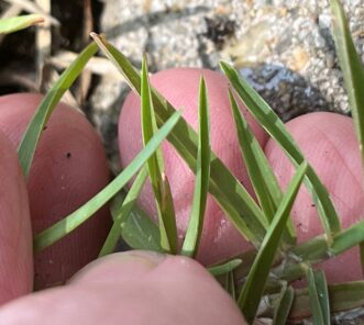 The leaf blades of centipedegrass (Eremochloa ophiuroides) typically have strong creases and appear folded, coming to a narrow point.