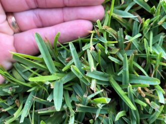 The leaf blades of St. Augustinegrass(Stenotaphrum secundatum) are normally much wider than most other grass, with a flatter appearance and a more rounded or blunt tip.