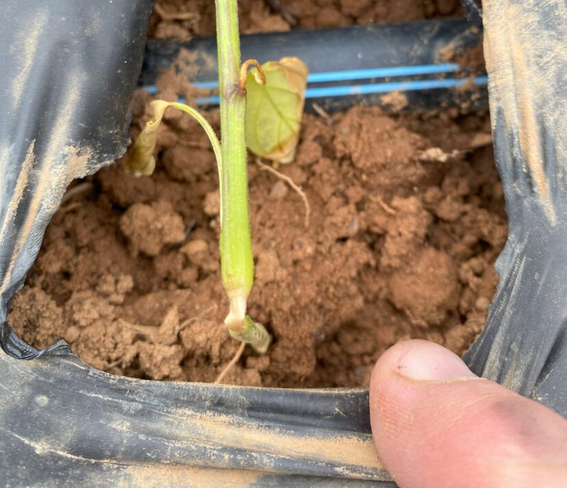The pepper stem burned where it was touching the hot black plastic mulch.