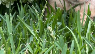 The seedhead of St. Augustinegrass has a similar chunky spike with spikelets embedded along the sides.