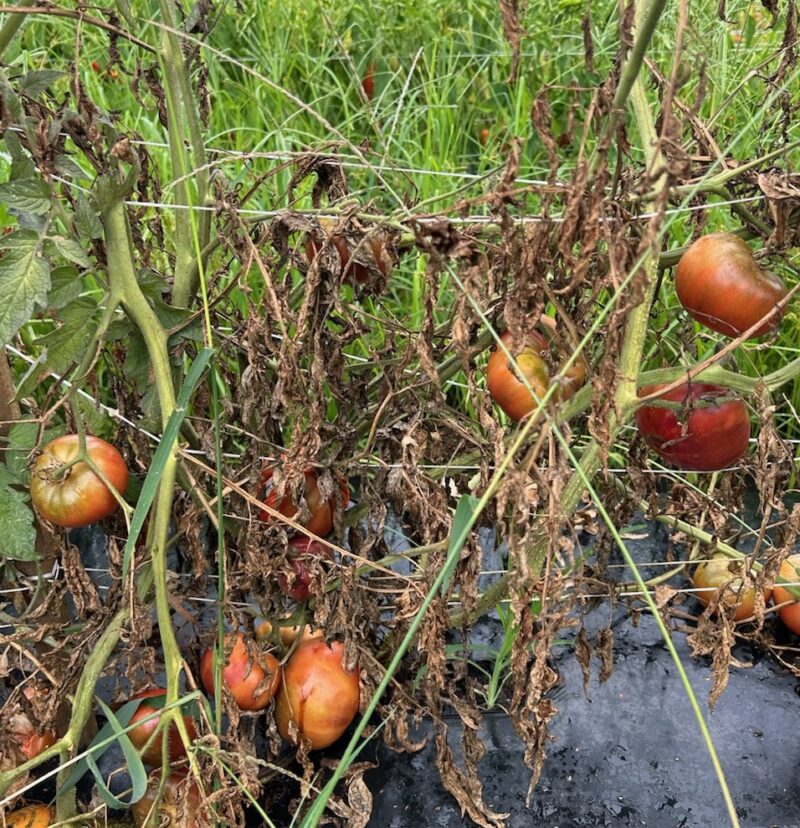 Tomatoes left in the field after harvest can harbor insects such as leaf-footed bugs, root-knot nematodes, and many soil-borne diseases. Remove them to help with next year’s IPM.