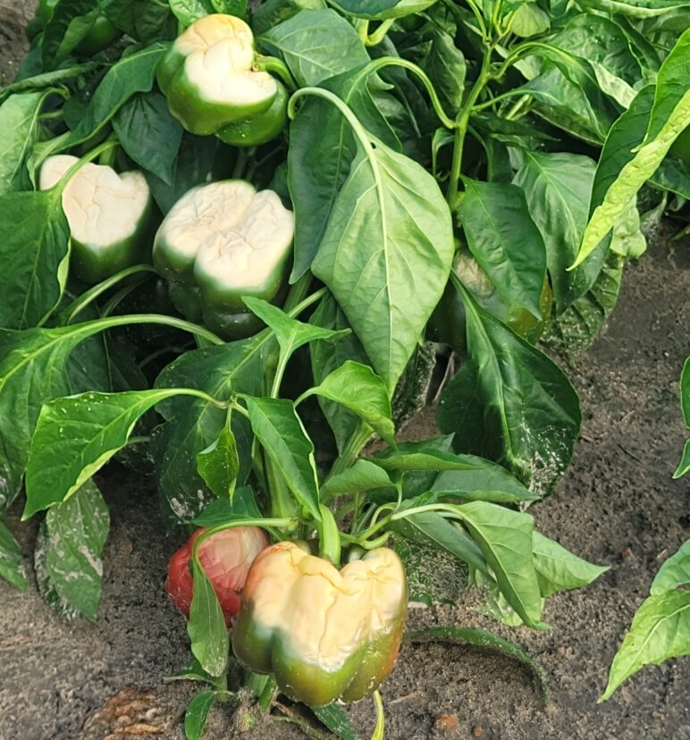 We have lots of sunscald on peppers right now.