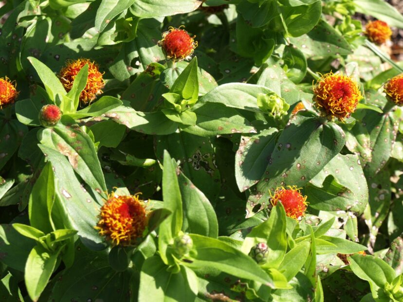 Zinnia flowers that are deformed from an aster yellows infection.