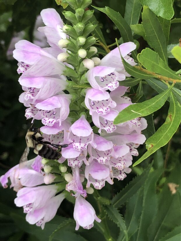 Obedient Plant (Physostegia viginiana) being pollinated by a bumble bee. Glen Payne, ©2024, Clemson Extension