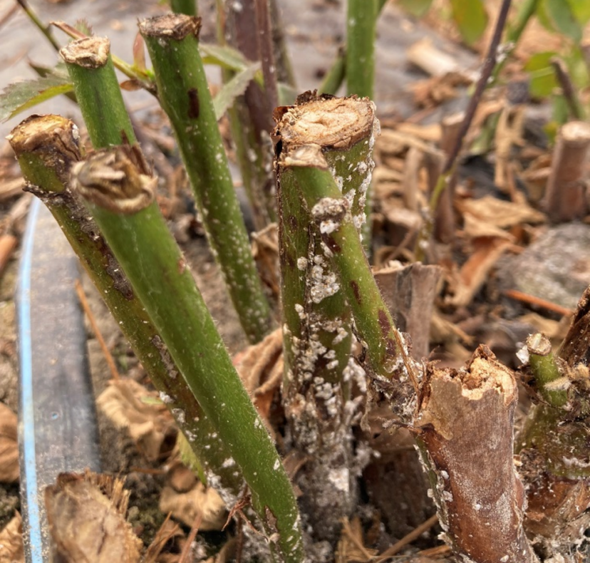 Blackberry canes infested with Mealybugs. 