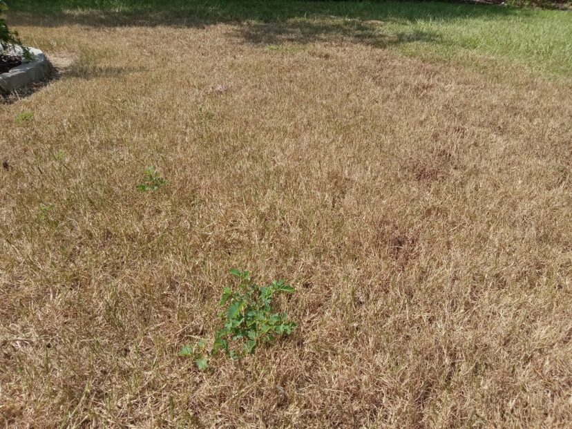 Lawn is infested with fall armyworms (Spodotera frugiperda).