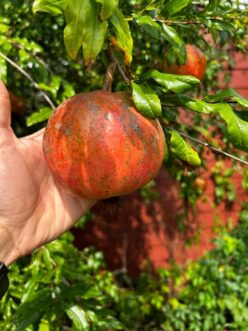 Pomegranate is a very difficult fruit to grow in South Carolina due to heat, humidity, and diseases.