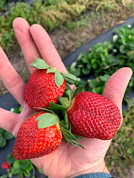 Strawberries are a welcome sight in the early spring after a long winter.