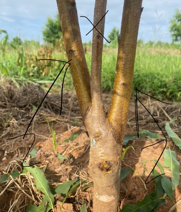 A peach tree that sprouted below the graft/bud union. X marks the scion while the arrows point to shoots that came from the rootstock.