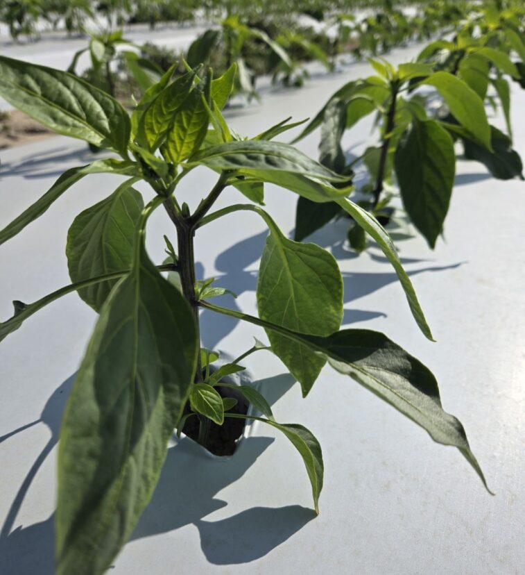 Fall peppers are looking great in the Midlands.