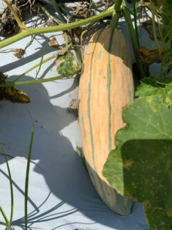 North Georgia Candy Roaster winter squash is a must-try for home gardeners.