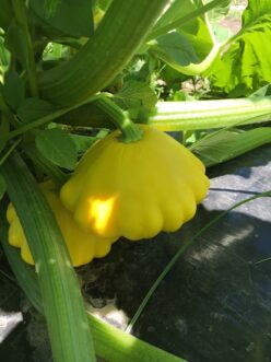 A yellow squash growing on a plant Description automatically generated