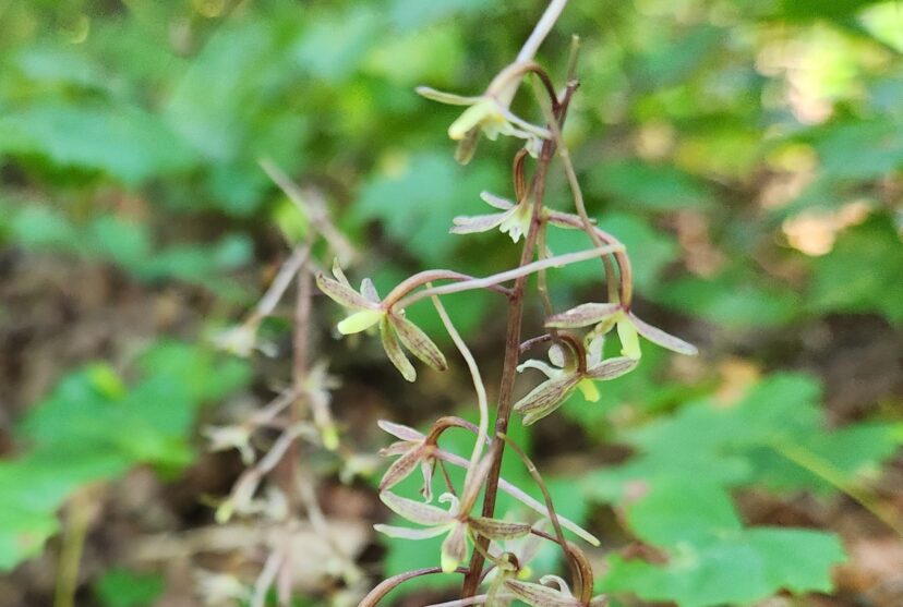 About 15 to 20 tiny greenish-yellow to copper-colored flowers are produced on a single stem.