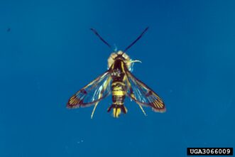 Adult dogwood borer (Synanthedon scitula), a clearwing moth with a wasp-like appearance.