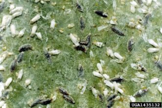 Adult tea scale insects clustered on the underside of a camellia leaf, showing white waxy protective coverings.