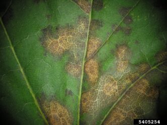 Anthracnose symptoms on maple leaves showing brown necrotic areas caused by the fungus Aureobasidium apocryptum.