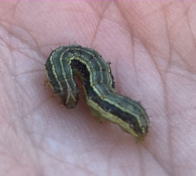 Armyworms (Spodoptera spp.) can be easily identified in larval stages by the inverted “Y” shape on their heads.