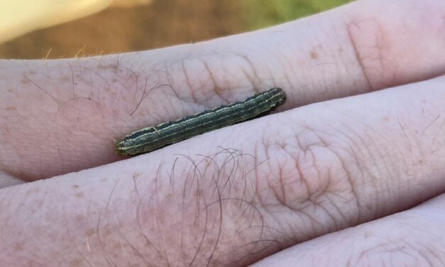 Be On the Lookout for Armyworms