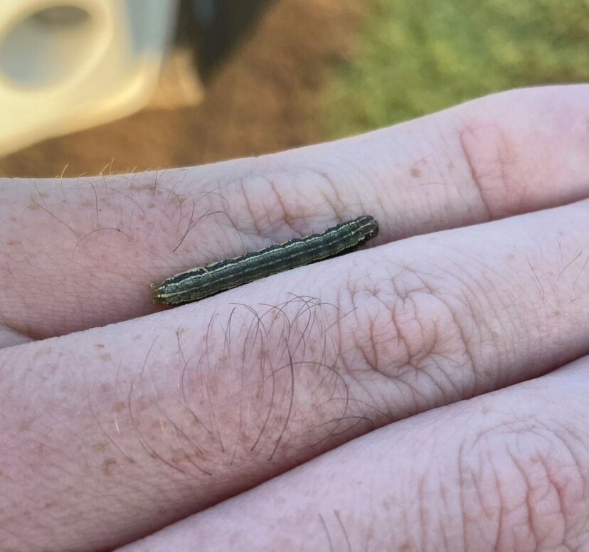 Armyworms (Spodoptera spp.) can reach up to 1½ inches in length during the larval stages.