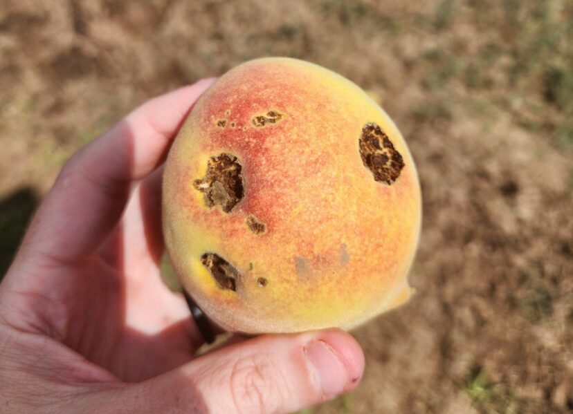Bacterial spot on an August Prince peach.