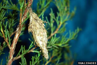 Bagworm larval case attached to Leyland cypress foliage resembling a small cone.