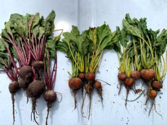Beets come in a variety of shapes, sizes, and colors.