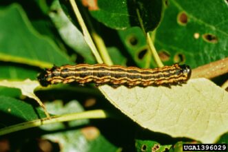 Black and orangestriped oakworm caterpillar feeding on an oak leaf.