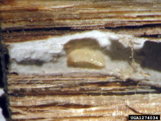 Black twig borer larva feeding on white fungal ambrosia within a carved-out gallery in a twig.