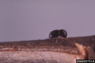 Black twig borer (Xylosandrus compactus) female preparing to bore into a twig of a susceptible woody host.