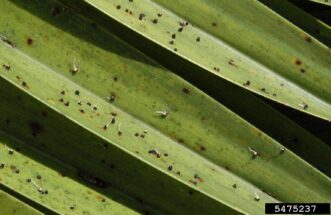 Black wart-like fungal growth caused by Graphiola leaf spot on infected palm fronds.