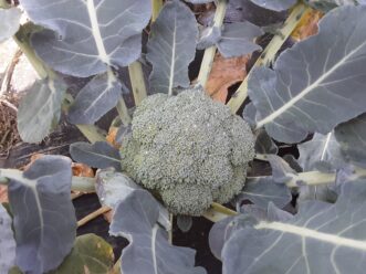 Broccoli is a great fall crop that should be harvested when heads are 6 to 8 inches wide.