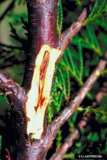 Brown foliage discoloration on Leyland cypress branch affected by Botryosphaeria dieback.