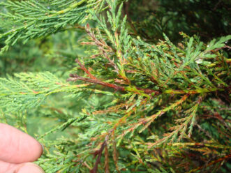 Brown needles seen in Passalora needle blight. Alan Windham, ©2010, University of Tennessee