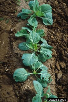 Cabbage plants with jagged holes in the leaves caused by cabbage looper feeding.