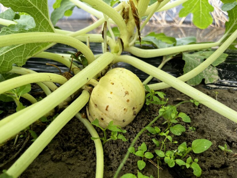 Caterpillar damage on winter squash.