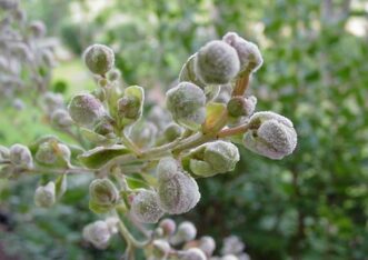 Close-up of crape myrtle flower buds coated with white powdery mildew caused by Erysiphe lagerstroemiae.