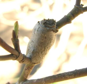 Club-shaped swelling on a dogwood (Cornus florida) shoot caused by dogwood club-gall midge larvae.