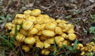 Cluster of honey-colored mushrooms appearing near an oak tree infected with Armillaria root rot.