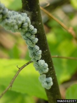 Colony of woolly alder aphids (Paraprociphilus tessellatus) covered with white waxy filaments on maple bark.